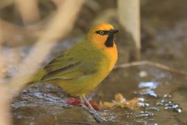 Wikłacz okularowy - Malimbus ocularis - Spectacled Weaver