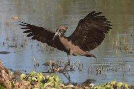 Waruga - Scopus umbretta - Hamerkop