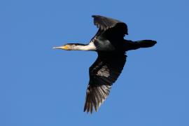 Kormoran białoszyi - Phalacrocorax lucidus - White-breasted Cormorant