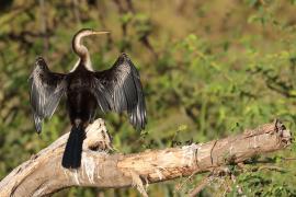 Wężówka afrykańska - Anhinga rufa - African Darter