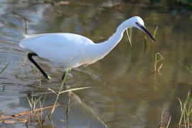 Czapla nadobna - Egretta garzetta - Little Egret