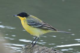 Pliszka żółta - Motacilla flava - Yellow Wagtail