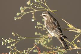 Afrokulczyk etiopski - Crithagra reichenowi - Reichenow's Seedeater