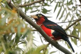 Wąsal szkarłatny - Pogonornis bidentatus - Double-toothed Barbet