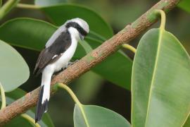 Dzierzba srokoszowata - Lanius excubitoroides - Grey-backed Fiscal