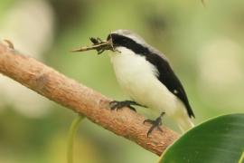 Dzierzba srokoszowata - Lanius excubitoroides - Grey-backed Fiscal