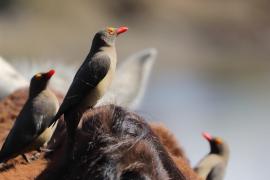 Bąkojad czerwonodzioby - Buphagus erythrorhynchus - Red-billed Oxpecker