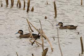 Srebrzanka hotentocka - Anas hottentota - Hottentot Teal