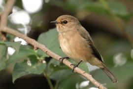 Mucharka szara - Bradornis microrhynchus - African Grey Flycatcher