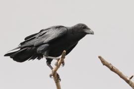 Kruk somalijski - Corvus edithae - Dwarf Raven