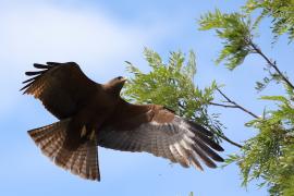 Kania egipska - Milvus migrans aegyptius - Yellow-billed Kite