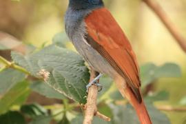 Muchodławka wspaniała - Terpsiphone viridis - African Paradise-flycatcher