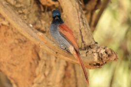 Muchodławka wspaniała - Terpsiphone viridis - African Paradise-flycatcher