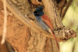 Muchodławka wspaniała - Terpsiphone viridis - African Paradise-flycatcher