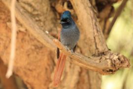 Muchodławka wspaniała - Terpsiphone viridis - African Paradise-flycatcher