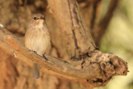 Mucharka szara - Bradornis microrhynchus - African Grey Flycatcher
