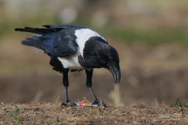 Kruk srokaty - Corvus albus - Pied Crow