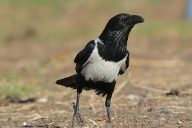 Kruk srokaty - Corvus albus - Pied Crow