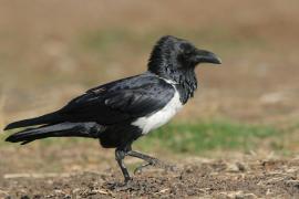 Kruk srokaty - Corvus albus - Pied Crow