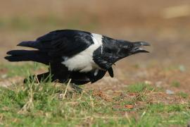 Kruk srokaty - Corvus albus - Pied Crow