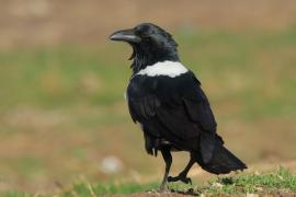 Kruk srokaty - Corvus albus - Pied Crow