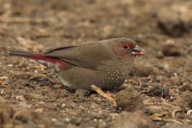 Amarantka czerwonodzioba - Lagonosticta senegala - Red-billed Firefinch