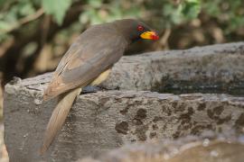 Bąkojad żółtodzioby - Buphagus africanus - Yellow-billed Oxpecker