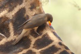 Bąkojad żółtodzioby - Buphagus africanus - Yellow-billed Oxpecker