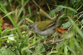 Beczak zielonogrzbiety - Camaroptera brachyura - Green-backed Camaroptera