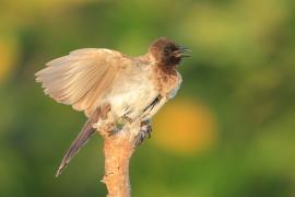 Bilbil okopcony - Pycnonotus tricolor - Dark-capped Bulbul