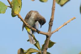 Bilbil okopcony - Pycnonotus tricolor - Dark-capped Bulbul