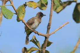 Bilbil okopcony - Pycnonotus tricolor - Dark-capped Bulbul