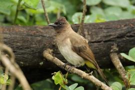 Bilbil okopcony - Pycnonotus tricolor - Dark-capped Bulbul