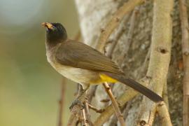 Bilbil okopcony - Pycnonotus tricolor - Dark-capped Bulbul