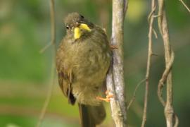 Brązownik wąsaty - Eurillas latirostris - Yellow-whiskered Greenbul