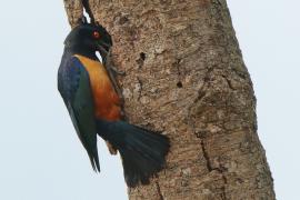Błyszczak półobrożny - Lamprotornis hildebrandti - Hildebrandt's Starling