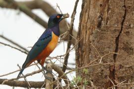 Błyszczak półobrożny - Lamprotornis hildebrandti - Hildebrandt's Starling