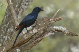 Czarnotek rudoskrzydły - Onychognathus morio - Red-winged Starling