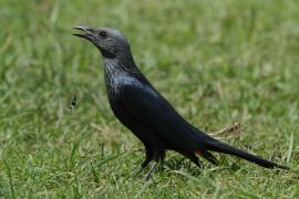 Czarnotek rudoskrzydły - Onychognathus morio - Red-winged Starling
