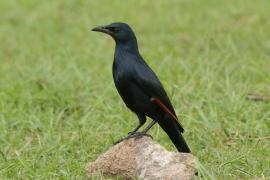 Czarnotek rudoskrzydły - Onychognathus morio - Red-winged Starling