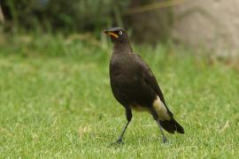 Błyszczak brunatny - Lamprotornis bicolor - African Pied Starling