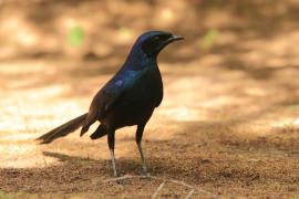 Błyszczak ciemny - Lamprotornis mevesii - Meves's Starling