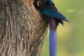 Błyszczak ciemny - Lamprotornis mevesii - Meves's Starling
