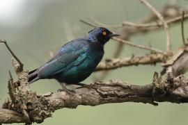 Błyszczak lśniący - Lamprotornis nitens - Cape Glossy Starling