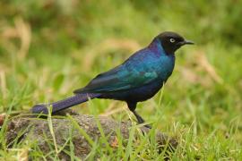 Błyszczak purpurowosterny - Lamprotornis purpuroptera - Rüppell's Glossy Starling