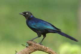Błyszczak purpurowosterny - Lamprotornis purpuroptera - Rüppell's Glossy Starling