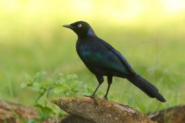 Błyszczak purpurowosterny - Lamprotornis purpuroptera - Rüppell's Glossy Starling