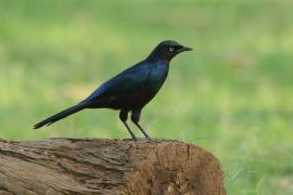 Błyszczak purpurowosterny - Lamprotornis purpuroptera - Rüppell's Glossy Starling