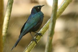 Błyszczak purpurowosterny - Lamprotornis purpuroptera - Rüppell's Glossy Starling