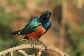 Błyszczak rudobrzuchy - Lamprotornis superbus - Superb Starling